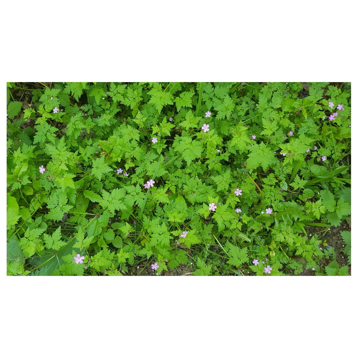 dunlinpress's tweet photo. The lovely little #pink #flowers of #Geranium Robertianum, or #HerbRobert - with the other less lovely name of #StinkingBob. Crush it and you'll find out why... https://t.co/jjWz8K4IBb