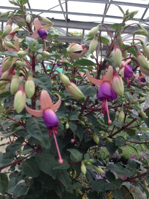 TheOtterNursery's tweet photo. Our eye catching Fuchsias will add colour to your garden all summer long! We have a fantastic range of Fuchsias with prices starting at just £2.40 WOW #Fuchsa #Gardening #GardenColour #SummerFlowering #Woking #Ottershaw #Addlestone #Chertsey https://t.co/5n6vFtUDks