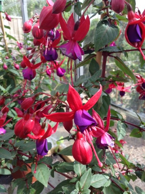 TheOtterNursery's tweet photo. Our eye catching Fuchsias will add colour to your garden all summer long! We have a fantastic range of Fuchsias with prices starting at just £2.40 WOW #Fuchsa #Gardening #GardenColour #SummerFlowering #Woking #Ottershaw #Addlestone #Chertsey https://t.co/5n6vFtUDks