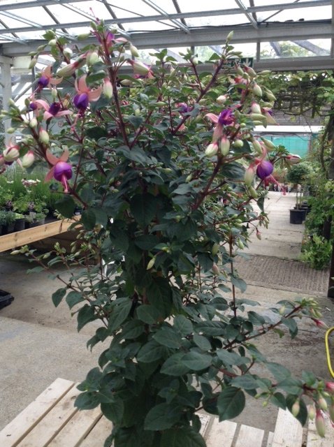 TheOtterNursery's tweet photo. Our eye catching Fuchsias will add colour to your garden all summer long! We have a fantastic range of Fuchsias with prices starting at just £2.40 WOW #Fuchsa #Gardening #GardenColour #SummerFlowering #Woking #Ottershaw #Addlestone #Chertsey https://t.co/5n6vFtUDks