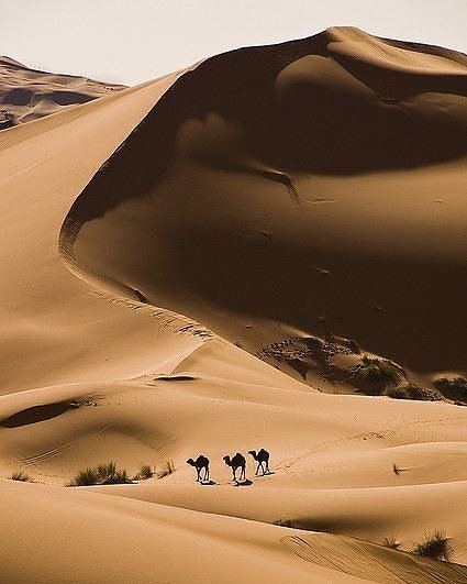 KikapubyFURAHA's tweet photo. INSPIRATION| Camels are the ultimate pillars that support national economies of many developing countries #inspiration #camel #camelprint #tunisia #cocoliliinspiration #cocoliliprint #cocoliliafrica #cocolili #wedoourownprints #weloveprint #africanretailbrand https://t.co/rgcafRdWgf