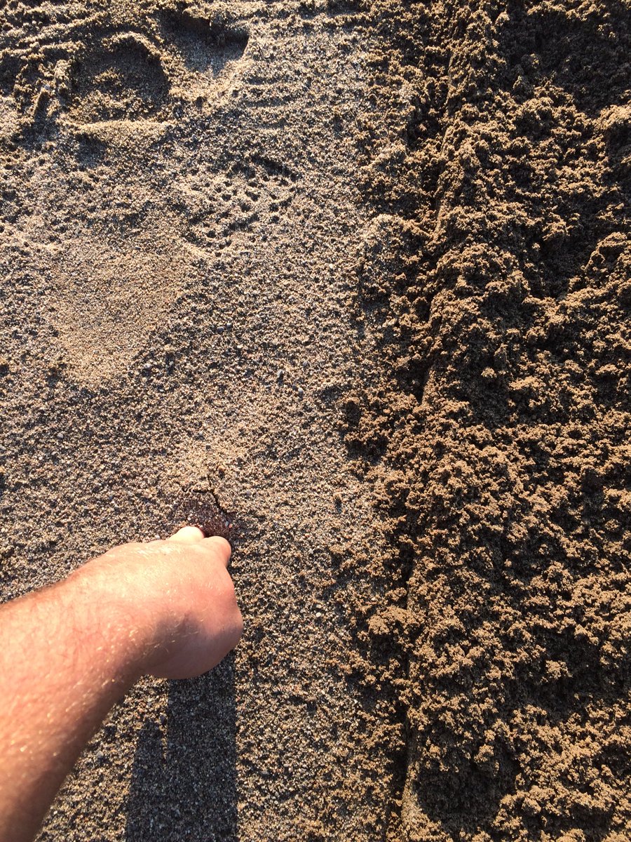 Yorke88's tweet photo. After years of members complaining about not having enough sand in bunkers big tiller proves I’m right!    We do   #almosttoomuch https://t.co/GliTJxJsWA