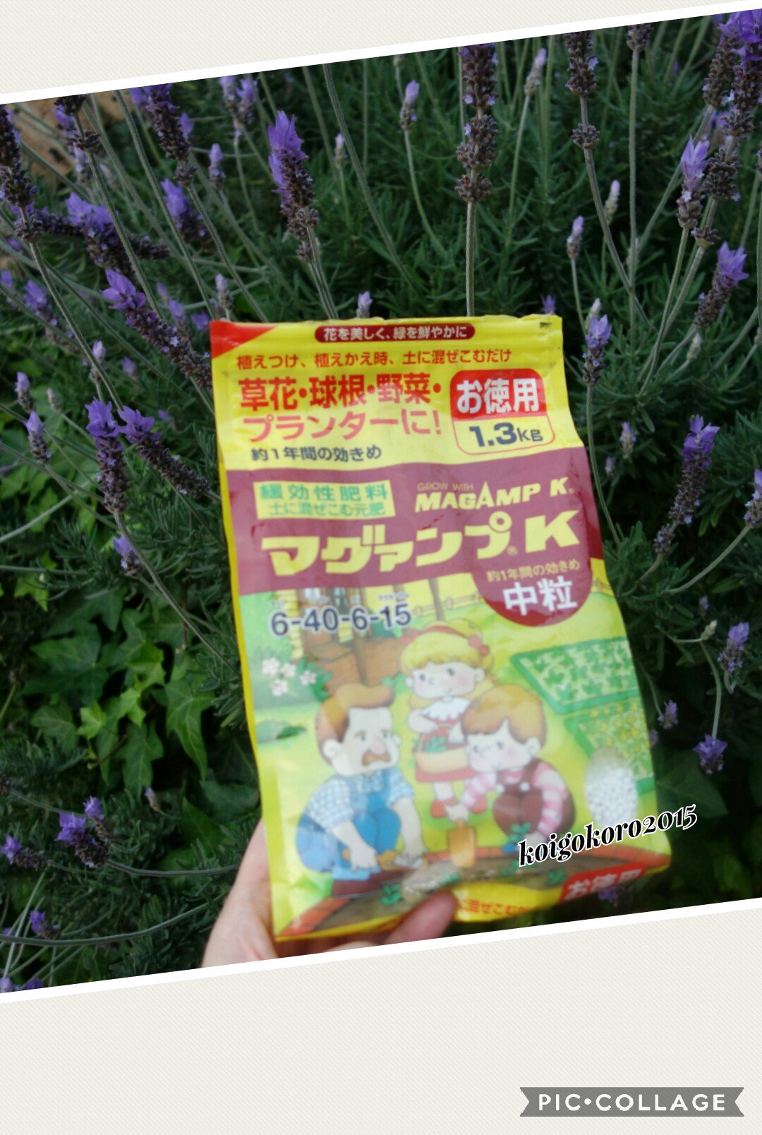 恋心２０１５ マグァンプ マグァンプk マグァンプファミリーといっしょ ハイポネックス園芸部 ゆるキャラ 緩効性 肥料 ラベンダー 肥料は大切 T Co Bhwmjzmyzs Twitter