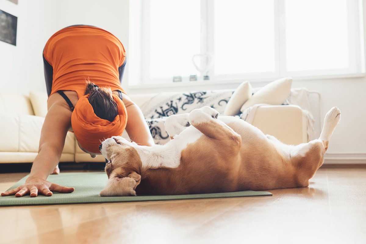 LuckyTheDog_'s tweet photo. Look hooman I can help too! #doglife #rizk https://t.co/dm3rj05k7U