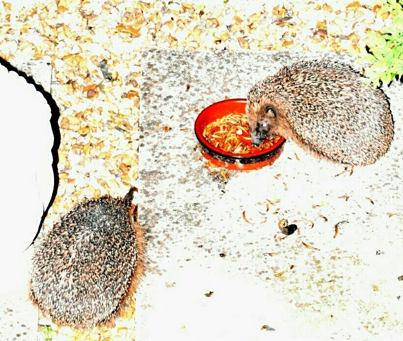 Firesnapper999's tweet photo. Alternating the #Hedgehog evening buffet menu so our visitors get a varied diet. Surprised at how much water they consume. However, noticeable reduction in snails &amp; slugs in the garden. So lucky to have them "pop by" on their evening patrols.  #NaturesPestControl https://t.co/mmGWj2X0A5