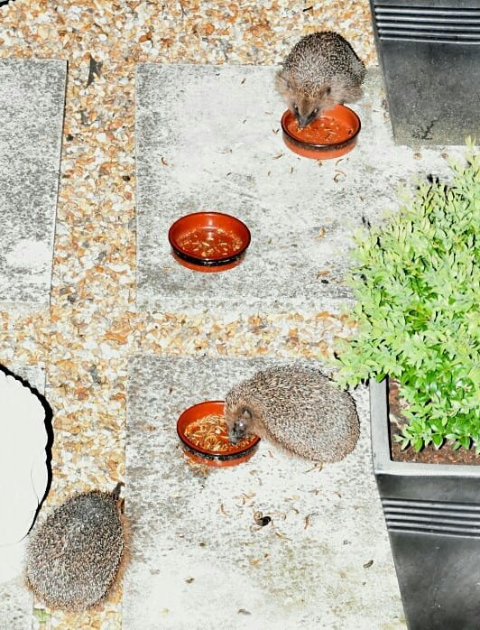 Firesnapper999's tweet photo. Alternating the #Hedgehog evening buffet menu so our visitors get a varied diet. Surprised at how much water they consume. However, noticeable reduction in snails &amp; slugs in the garden. So lucky to have them "pop by" on their evening patrols.  #NaturesPestControl https://t.co/mmGWj2X0A5