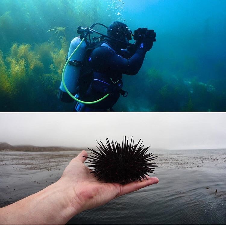 SeaStephFish's tweet photo. The filmmakers of @somm_films are coming out with a new film at the end of the year called @delicacy_film https://t.co/U3UoilOwAe