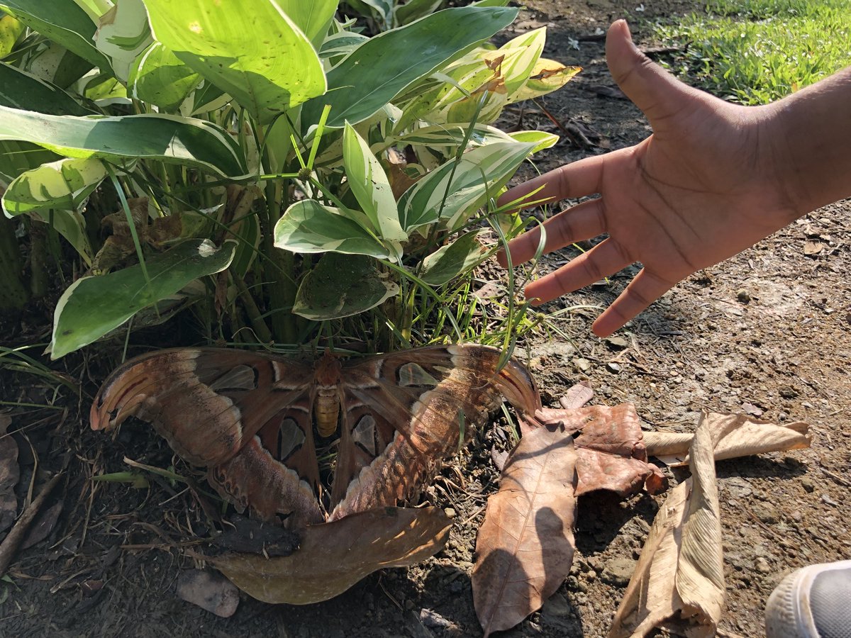 bgrundy's tweet image. Getting outdoors for some 3D shapes and measurement on #OutdoorClasroomDay. Plus, check out that moth!!!  #CISprimary #pypmath #outdoored