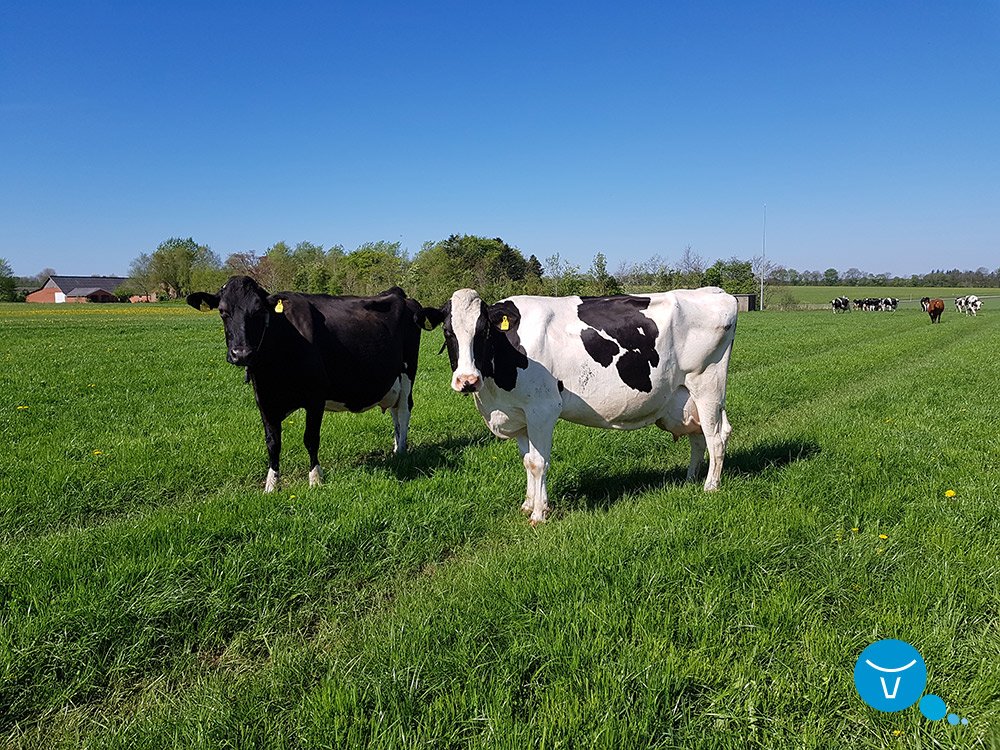 VikingGenetics's tweet photo. Last week in Denmark we had a great pleasure to receive guests from Spain. They visited many herds in Denmark. Read more and see pictures: https://t.co/up4D7VlgKC #vikinggenetics #globalgenetics https://t.co/6mly2MLANz