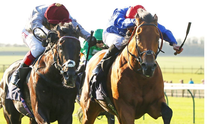 godolphin's tweet photo. #OldPersian, runner-up to #KeyVictory in the 10-furlong Listed Newmarket Stakes @NewmarketRace, lines up over the same course and distance in the Listed Fairway Stakes on Saturday #TeamGodolphin https://t.co/WgFco1YNHJ