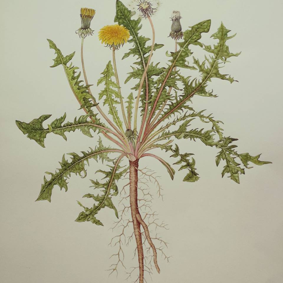 ChelsPhysicGdn's tweet photo. Tomorrow is Worldwide Day of Botanical Art #BotanicalArtWorldwide, and the date of Chelsea Physic Garden Florilegium Society's exhibition on plants from/native to the UK https://t.co/ljPUCOruW3

This Taraxacum officinale, or Common Dandelion, was by our own Alister Matthews https://t.co/0OxyAtVnfX