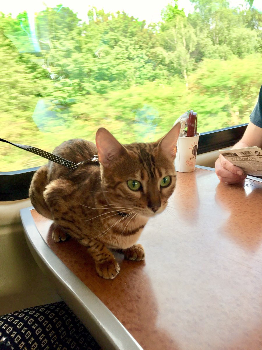 robertghartley's tweet photo. On my way back from the first #FHDay2018. Another first for me - having a furry fellow passenger watching me work on the train! Thanks and well done to @edagoodman and @HelloMyPA for a great day yesterday. Look forward to more meet-ups with @FHChat #FreelanceHeroes https://t.co/5xwcu8D63r