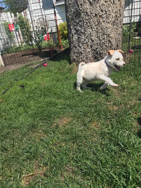 anokasuperfans's tweet photo. With all these finals coming up go destress yourself and pet some puppies !!! At Anoka Ice Arena it’s 2$ to get in and all proceeds are going to New Day Dog Rescue 🐶
⭐️ SATURDAY MAY 19 10am-1pm ⭐️
 **also excepting toys, leashes, etc. ** https://t.co/Yj45cYzgHV