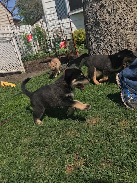 anokasuperfans's tweet photo. With all these finals coming up go destress yourself and pet some puppies !!! At Anoka Ice Arena it’s 2$ to get in and all proceeds are going to New Day Dog Rescue 🐶
⭐️ SATURDAY MAY 19 10am-1pm ⭐️
 **also excepting toys, leashes, etc. ** https://t.co/Yj45cYzgHV