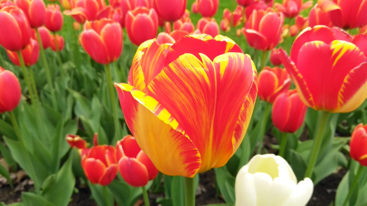 One Million Tulips.  Canadian Tulip Festival May 2018. Taken at #DowsLake #RideauCentre #MajorsHillPark #Ottawa #TulipsInCanada #MyCityOttawa #ILoveOttawa #OneMillionTulips #RABIN #RabinPhotography @tulips_holland @CdnTulipfest @I_Love_Ottawa