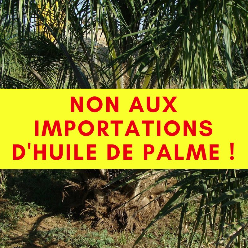 📢: Le #biodiesel produit à partir d'huile de #palme importée ne permet pas de produire des #protéinesvégétales, ni d'améliorer la qualité du biocarburant. Ces #importations induisent des effets désastreux pour l'environnement dans les #pays producteurs de palme ! ❌