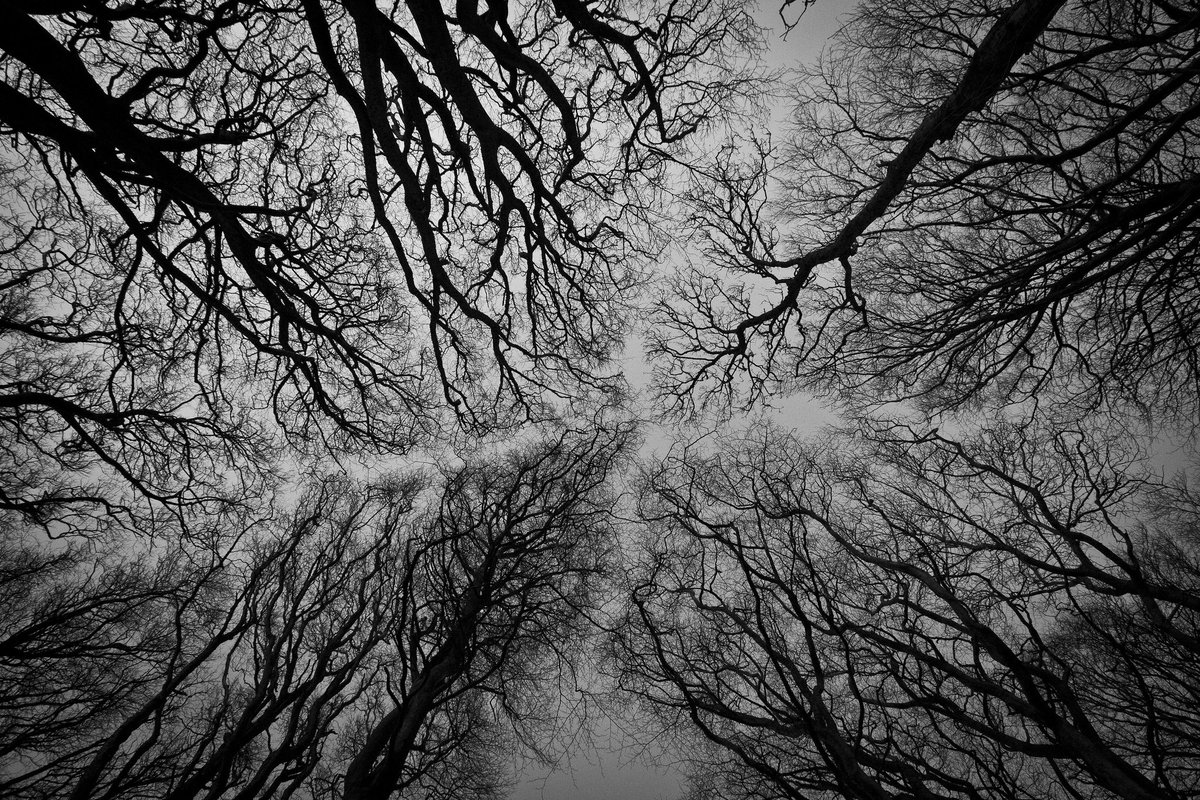 neqtari's tweet photo. We grow accustomed to the Dark.
Emily Dickinson
https://t.co/xALgzDeOSf
I have been one acquainted with the night.
Robert Frost
https://t.co/NkzzLzJVsI
#afinitats https://t.co/1E3fK3AXPB
