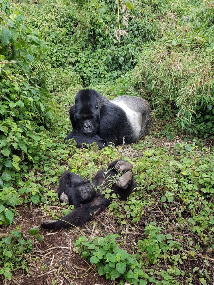 Ever thought about gorilla tracking? We recently embarked on a once-in-a-lifetime journey to Rwanda to do just that. Read our in-depth review to find out more...
bit.ly/2IvYXDe