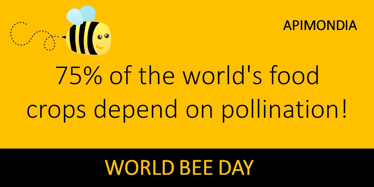 apimondia's tweet photo. 75% of the world's food crops depend at least in part on #pollination.

#WorldBeeDay is celebrated on 20 May 

#bees #honeybees #ilovebees #savethebees https://t.co/QVgSJ6FoXy