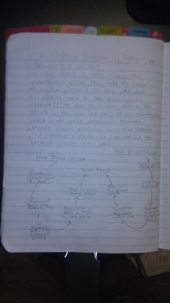 pollockroyce12's tweet photo. St.57 Ds bone cells notes
#RHSBMS https://t.co/XpNP8853IS