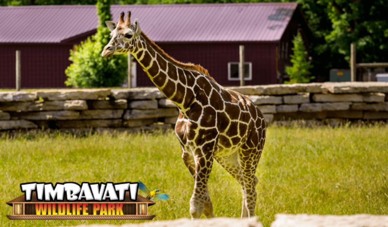 timbavati_dells's tweet photo. A Giraffe is a gentle giant. Our park is a home for these giants. We’re open every day! #TimbavatiWildlifePark #WisconsinDells #Wisconsin #Family #Fun #Vacation #Wildlife #Adventure #CloseEncounter #SafariTrainRide #ComboTicket #Admission #GiraffeLife https://t.co/ABstfJ8hFW