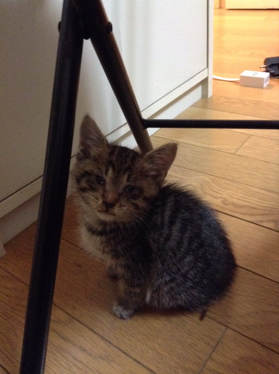 ralion's tweet photo. #これ見た人は子猫が成長した画像貼れ
4歳になりました。まだまだ赤ちゃん😻 https://t.co/BzAYYQPigJ