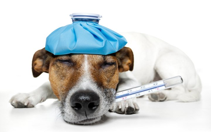 dogs_central's tweet photo. Potentially deadly, but preventable dog diseases.

https://t.co/DS0eEhtvVm https://t.co/e9BLadmp5f
