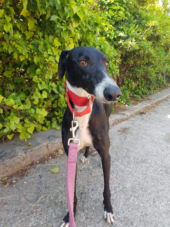 galgos112's tweet photo. #BoletíndelosJueves Anisa, Aitor, Bonnie, Carla y Cástulo,.adoptado, inicoan hoy nuevas vidas. ¡Felicidades!
#acoge #adopta
#TuesdayJournal Anisa, Aitor, Bonnie, Carla & Cástulo (adopted) start today new lives. Congrats!
#foster #adopt
https://t.co/f7rUas0Hvb https://t.co/Fzx1O9LGAH
