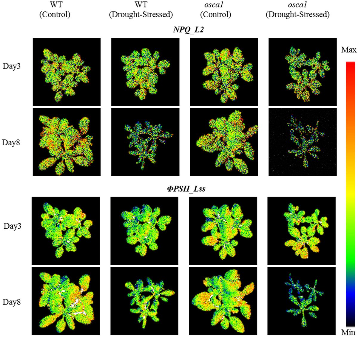 plantae_org's tweet photo. Phenotyping of Arabidopsis Drought Stress Response Using Kinetic Chlorophyll Fluorescence and Multicolor Fluorescence Imaging (Yao et al., 2018): https://t.co/ZLpw6HKPTA #openaccess #plantsci @FrontPlantSci @plant_image https://t.co/mi9PYMJ6Pt