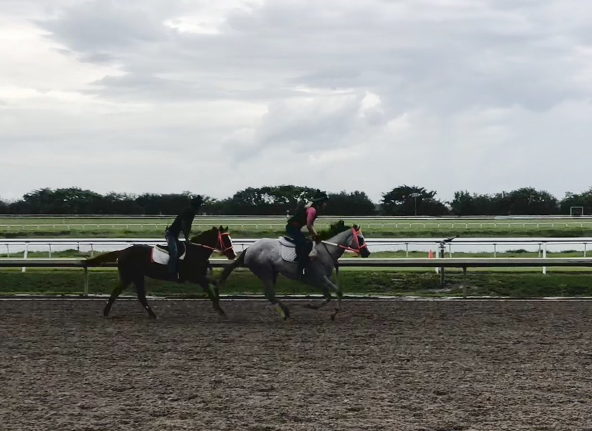 TropicalRacing tweet media