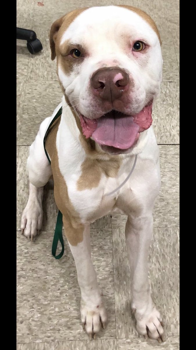 BrittHagenbruch's tweet photo. Brookhaven shelter named him Mambo. He’s so sweet and loving. He’s good with other dogs and knows most commands and listens. He deserves a loving home https://t.co/MVK7xIz02S