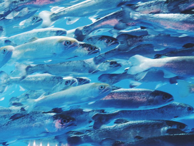 青魚のtwitterイラスト検索結果