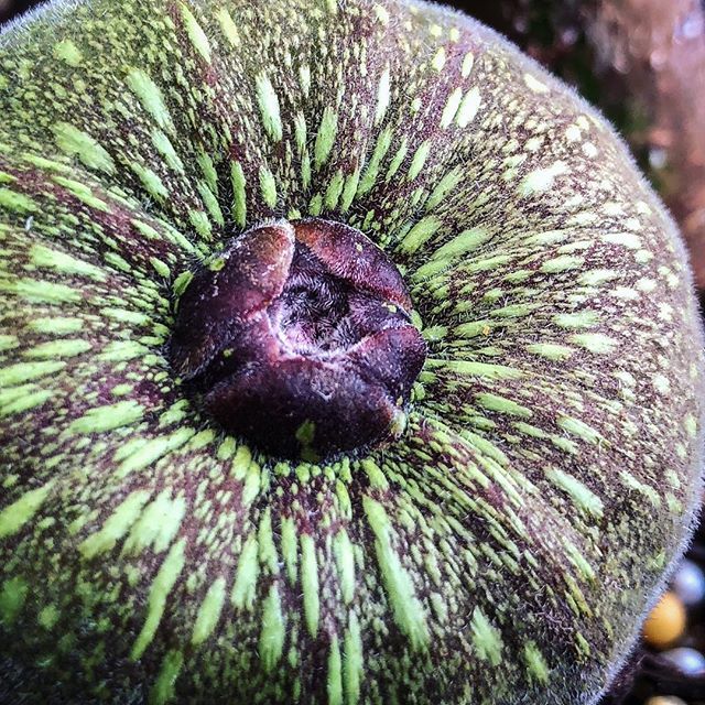 botanicalgarden's tweet photo. The #syconium of #Ficus auriculata, #RoxburghFig. Flower or fruit? It’s actually an #inflorescence ! A fleshy stem with many flowers inside. #Figs are considered #accessoryfruit... @moorefarmsbg @visitlakecitysc @discover_sc #amazingplants #unusualflowers #fig (this one actu… https://t.co/9G8X3Z8atL