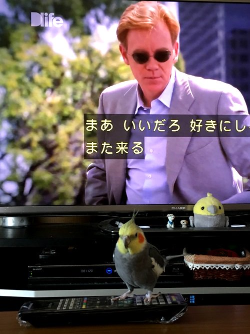csiマイアミ Twitter Search csiマイアミ Twitter Search