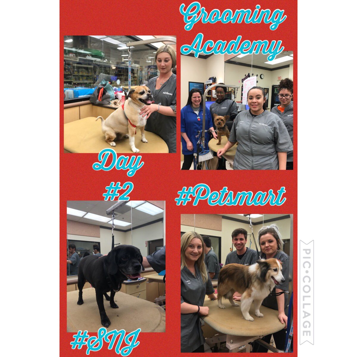 Day 2 #petsmartgrooming #groomingacademy #Enjpetsmart #Snjpetsmart #DATlife