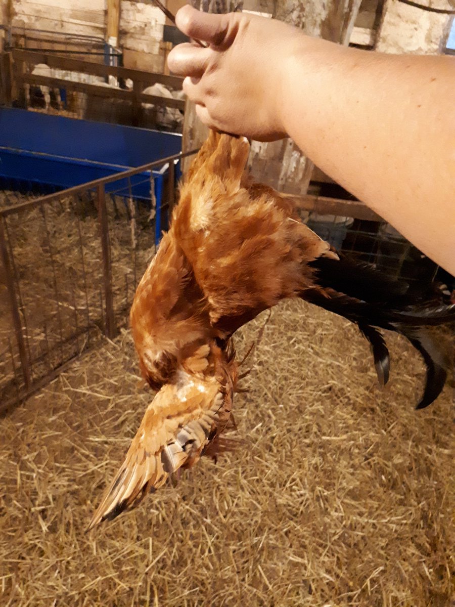 esta_kelly's tweet photo. Got my face kicked {literally} by a rooster last night...that little shit is no more #damnrooster #offwithitshead https://t.co/GOJ1MdLxsn