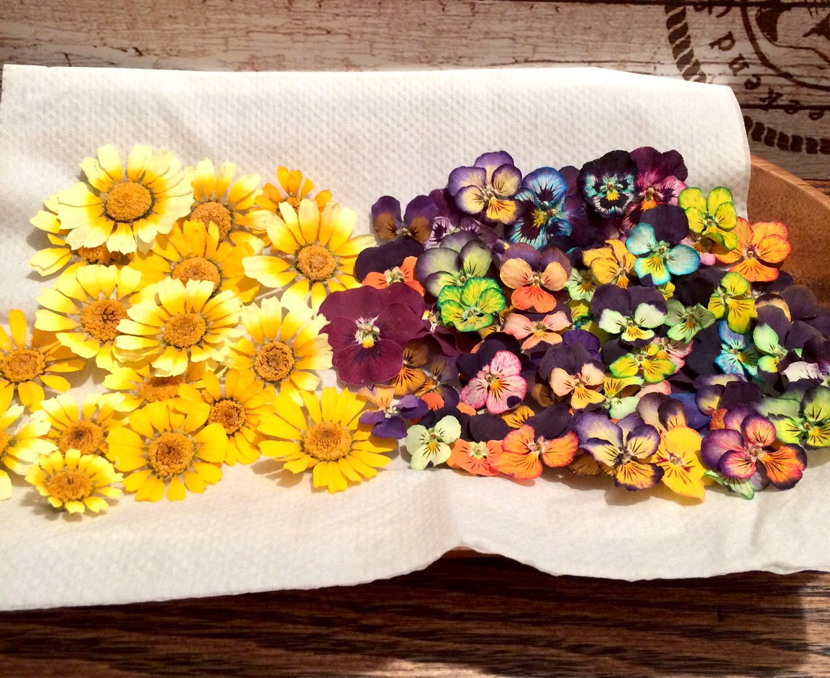 Nagomi An Miwa 染色してシリカゲルでドライにしたビオラと春菊のお花です 春菊は綺麗にドライになりました ビオラはシリカゲルに入れると花びらが取れてしまったり 花びらが曲がってしまったりでボツになるのが続出 中々難しいな