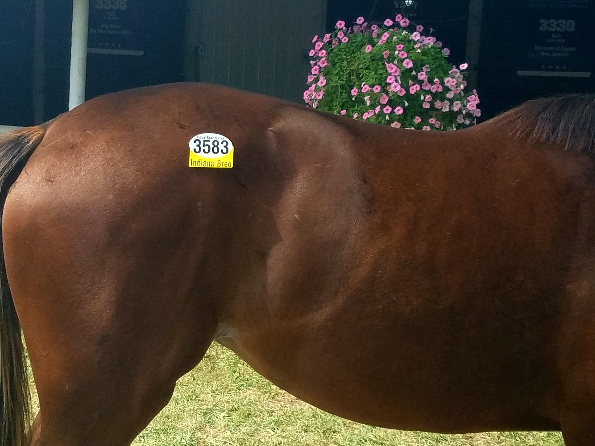 INThoroughbred's tweet photo. #INDbred selling at @FasigTiptonCo #Midlantic 2YO in Training Sale: Hip 304, Cheetah Beach, colt by Data Link ( @claibornefarm) out of Malaysia (GB), consigned by Cary Frommer, Agent #HoosierHorsepower https://t.co/vsjagg0TVK