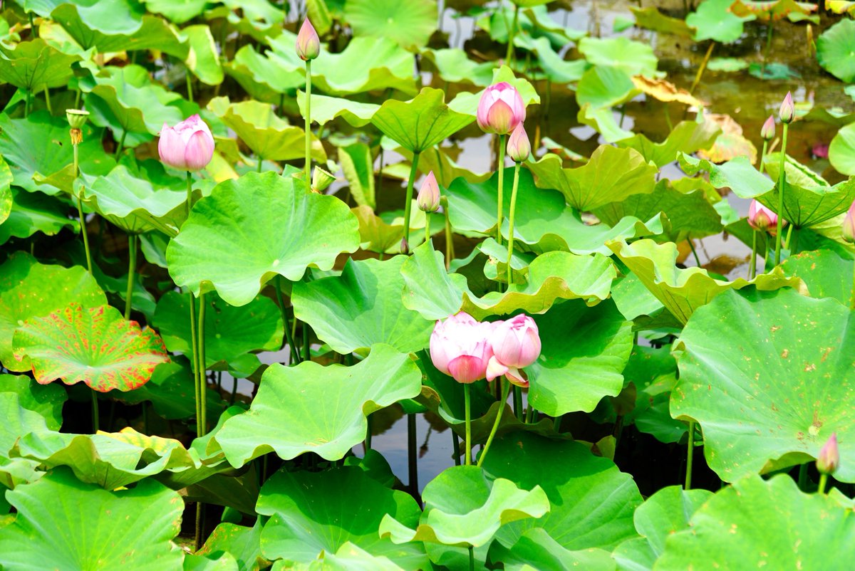 chrstine01506's tweet photo. 🇹🇼 #Taipei #TAIWAN  #BotanicGarden #台北 #台灣 #植物園 #炎熱午後 #台湾 #蓮の花 #綺麗に咲いた #Lotus #lovestaiwan #AmazingTaiwan #bpintaiwan #taiwan_dream  #discoverTaiwan #bns_taiwan #bestangles #travel  #LOVES_UNITED_ASIA #loves_asia #world_beautifulshots   #world_bestangels https://t.co/pSQmOVtG6p