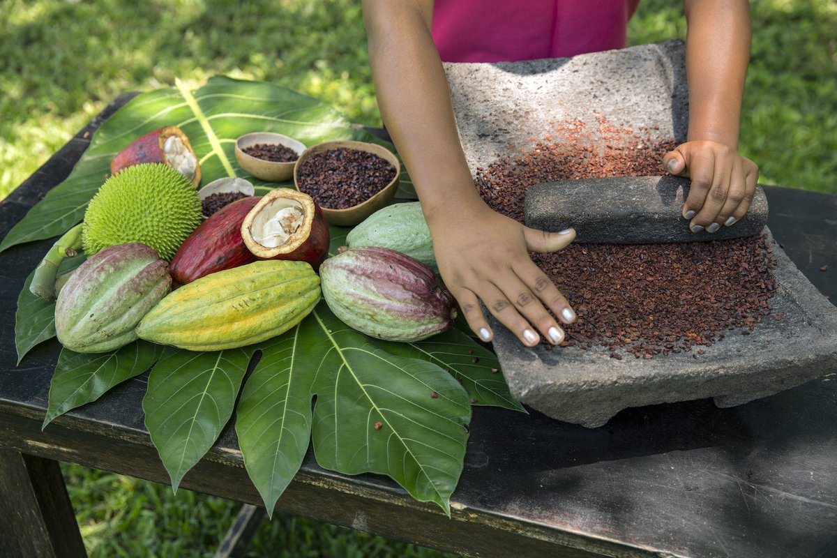 CopalTreeLodge's tweet image. Another day, another batch of delicious chocolate made with ingredients from our own jungle farm 🍫
copaltreelodge.com/experience/jun…
#jungleresort #chocolate #cocoa #farmtotable #junglefarm #sustainability