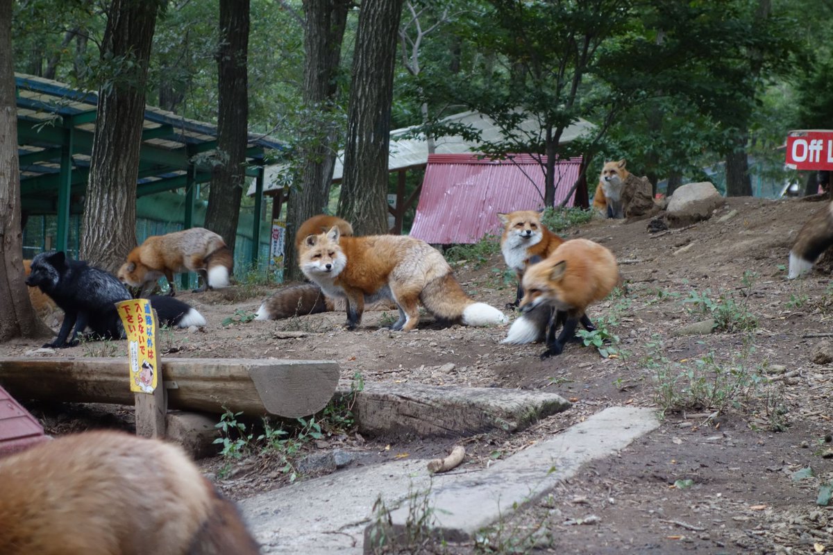 キツネ画像bot (@fox_mods) on Twitter photo 