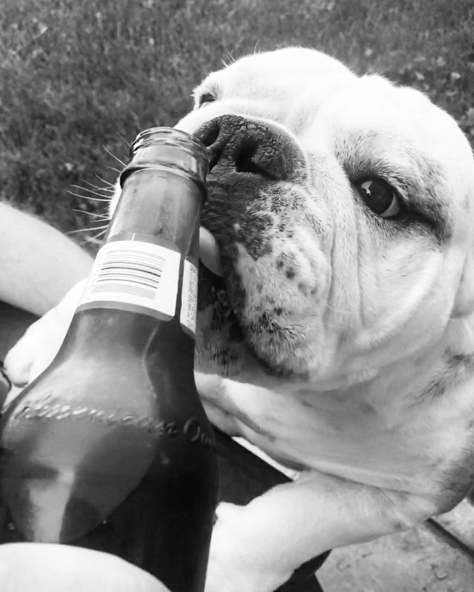 thephantomgrins's tweet photo. #winston https://t.co/XF0GF3CrCl