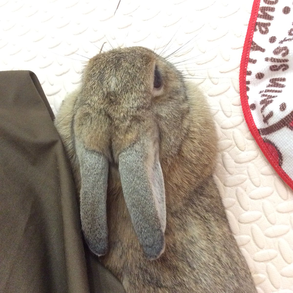 ?なでられ券使用中 