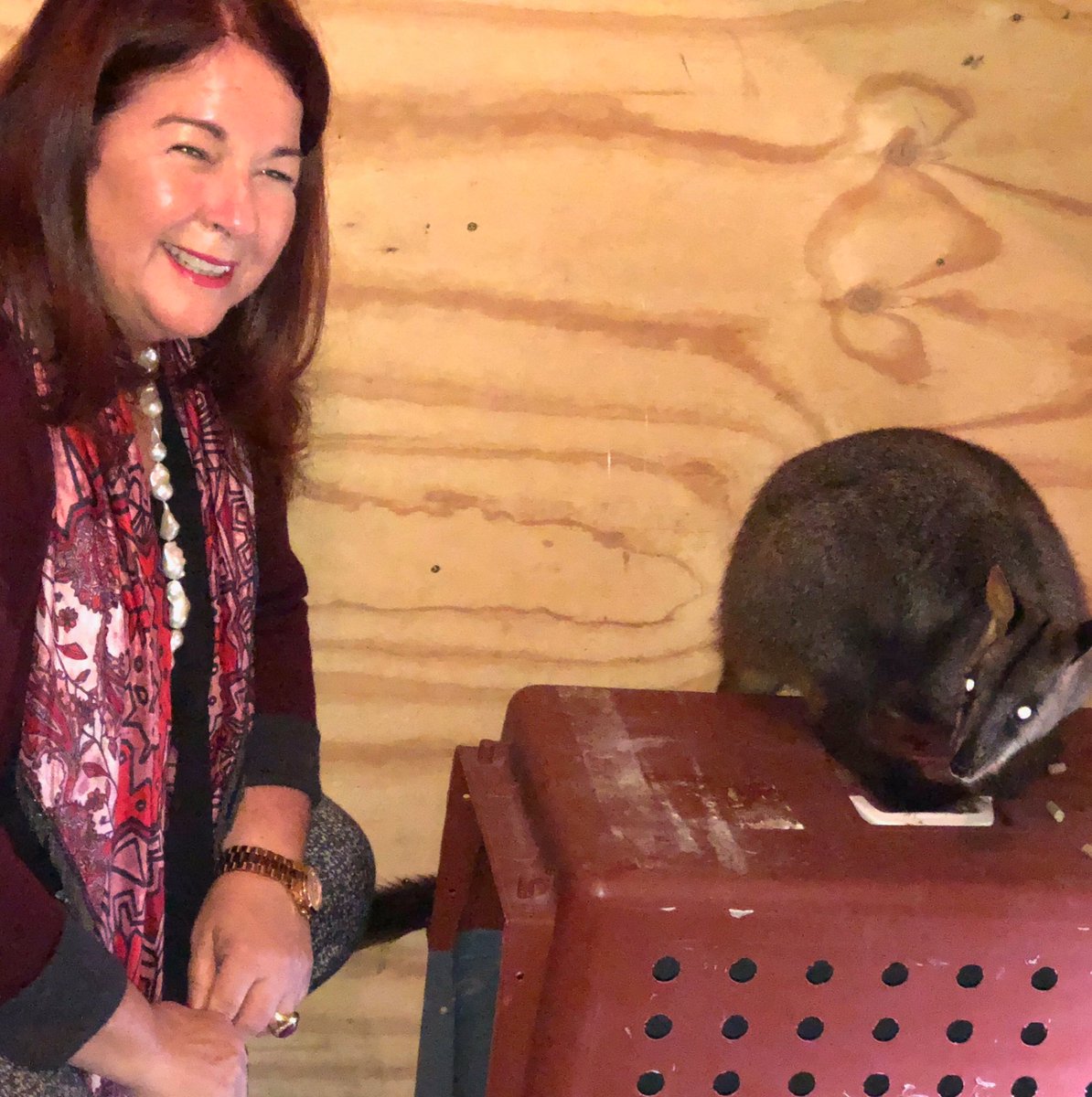 Melissa4Durack's tweet photo. @TSCommissioner and I had the great pleasure this morning of launching the brush-tailed rock-wallaby predator free enclosure at Tidbinbilla. The star was Shadow https://t.co/S7npaCqOo4