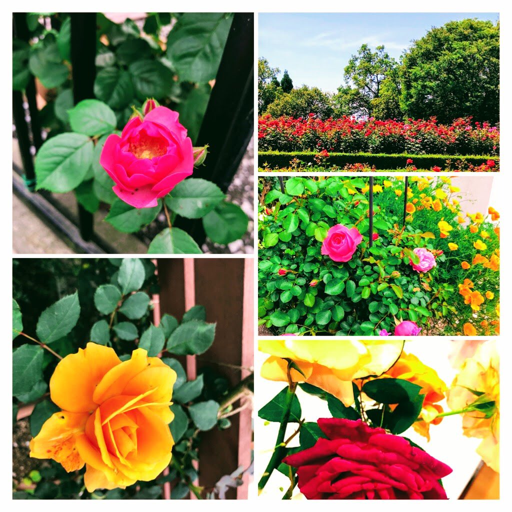 Key S Shop バラ 薔薇 ばら ガーデニング きれい オクラホマ グローネ アンジェラ 庭でたくさんの花が咲き始め毎日お手入れ楽しいです