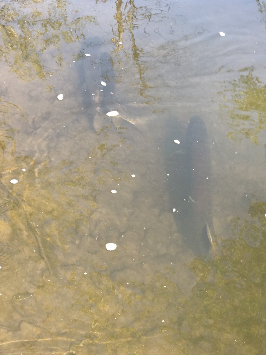 KeystoneAngler's tweet photo. Got to witness some awesome Musky spawning activity today on a small Western Pa stream! Saw several large females with their smaller male suitors..cool experience! @fishandboat @muskiesinc16 @jmsayers78 #musky #pa #pamusky https://t.co/OBZxwhjOqj