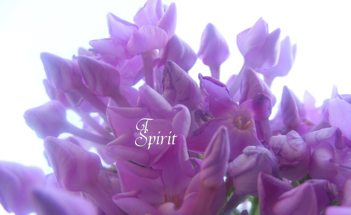TSpiritLife tweet picture