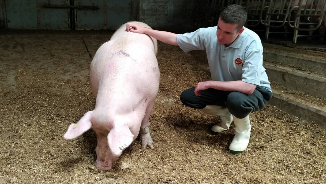 ShaneMcAuliffe1's tweet photo. I am a pig farmer. If a pregnant sow’s life is in danger we carry out the appropriate veterinary treatment in order to save her life. This right doesn’t exist for an Irish woman in a crisis pregnancy. #RepealThe8th #VoteYes #TogetherForYes #FarmersForYes https://t.co/FHVqZdcfwj