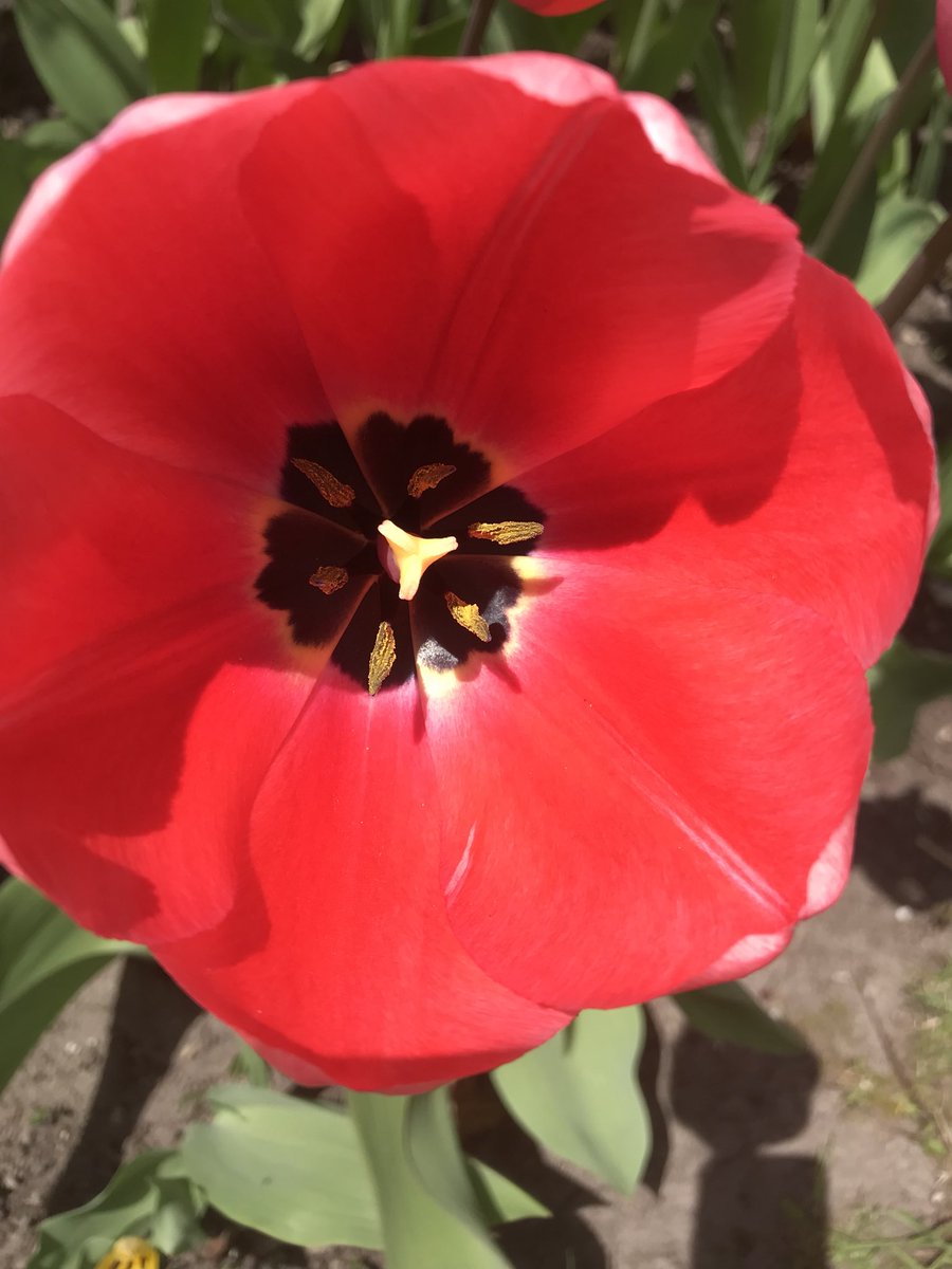 SraHertel's tweet photo. I ❤️ tulips #MackinacIsland #FaveFlower 💐 https://t.co/C7I1W6YICX