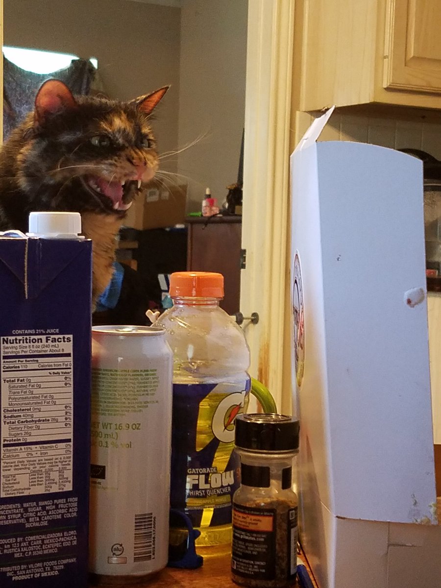 ravenboxcat's tweet photo. Get AWAY from my BOX. #cats #catsoftwittter #boxcat https://t.co/k9p0rhOCOw